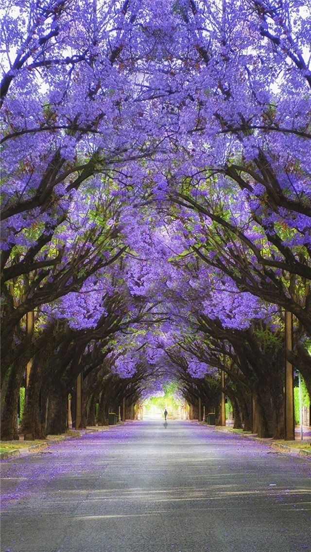 carta da parati fotografica natura,albero,natura,viola,viola,leggero