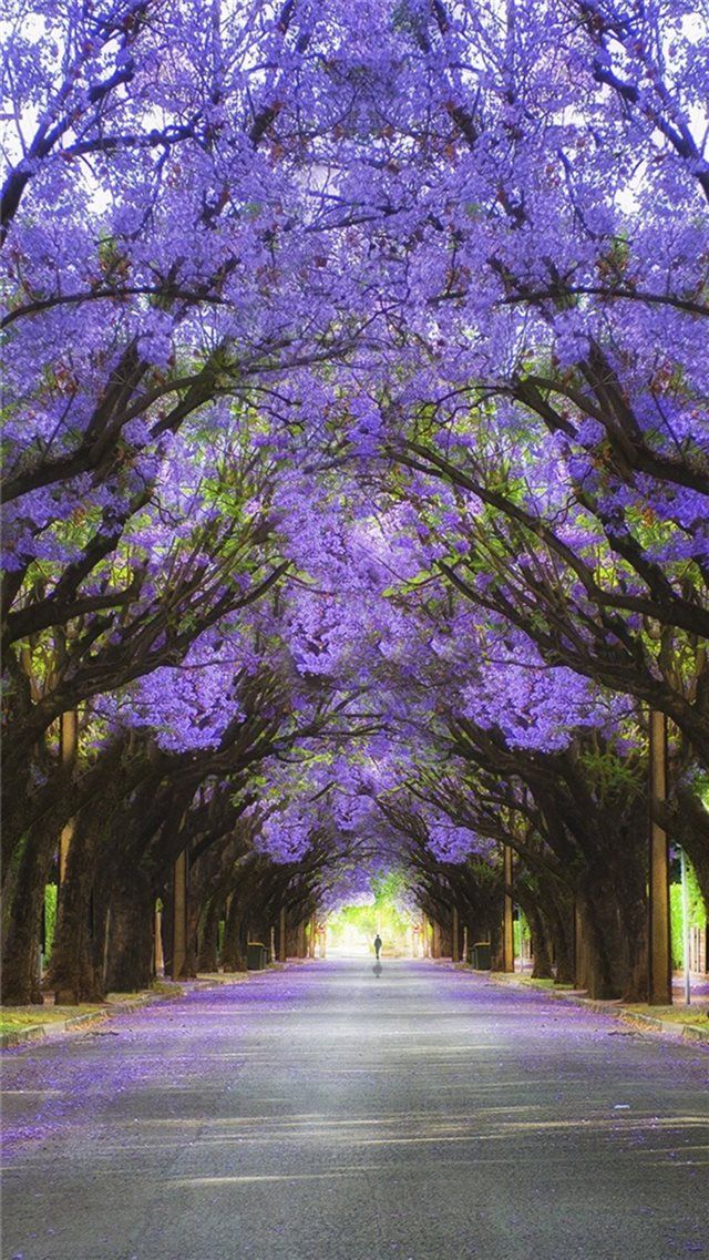 Jacaranda In Pretoria South Africa- WallpaperUse