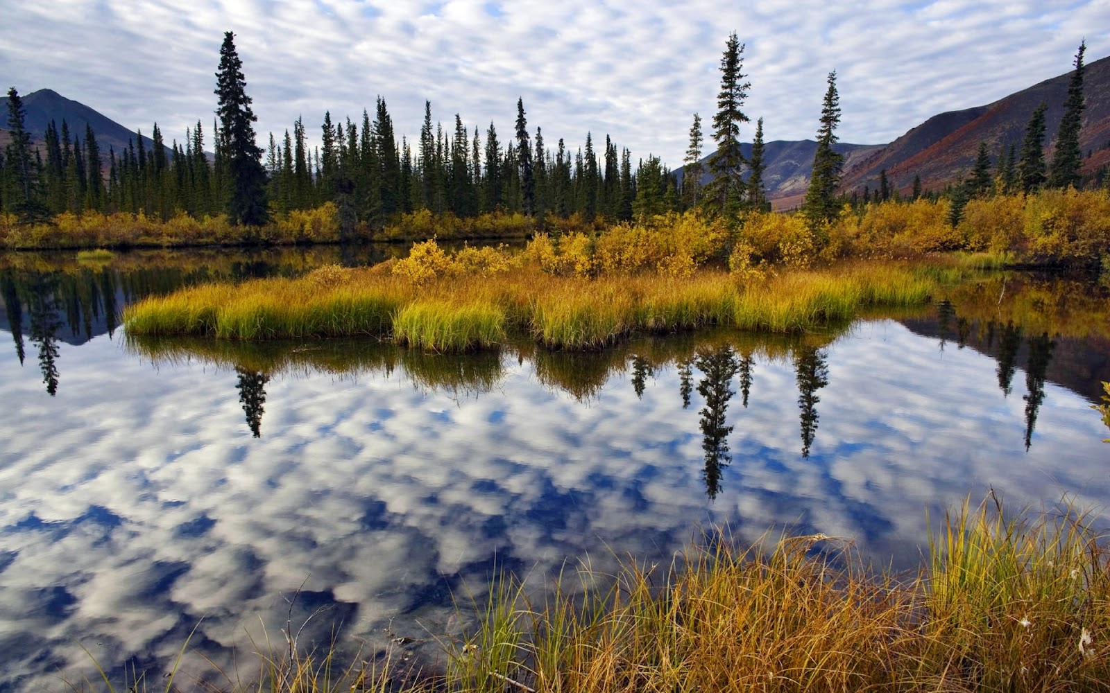 nature photo wallpaper,reflection,natural landscape,nature,larix lyalliisubalpine larch,wilderness