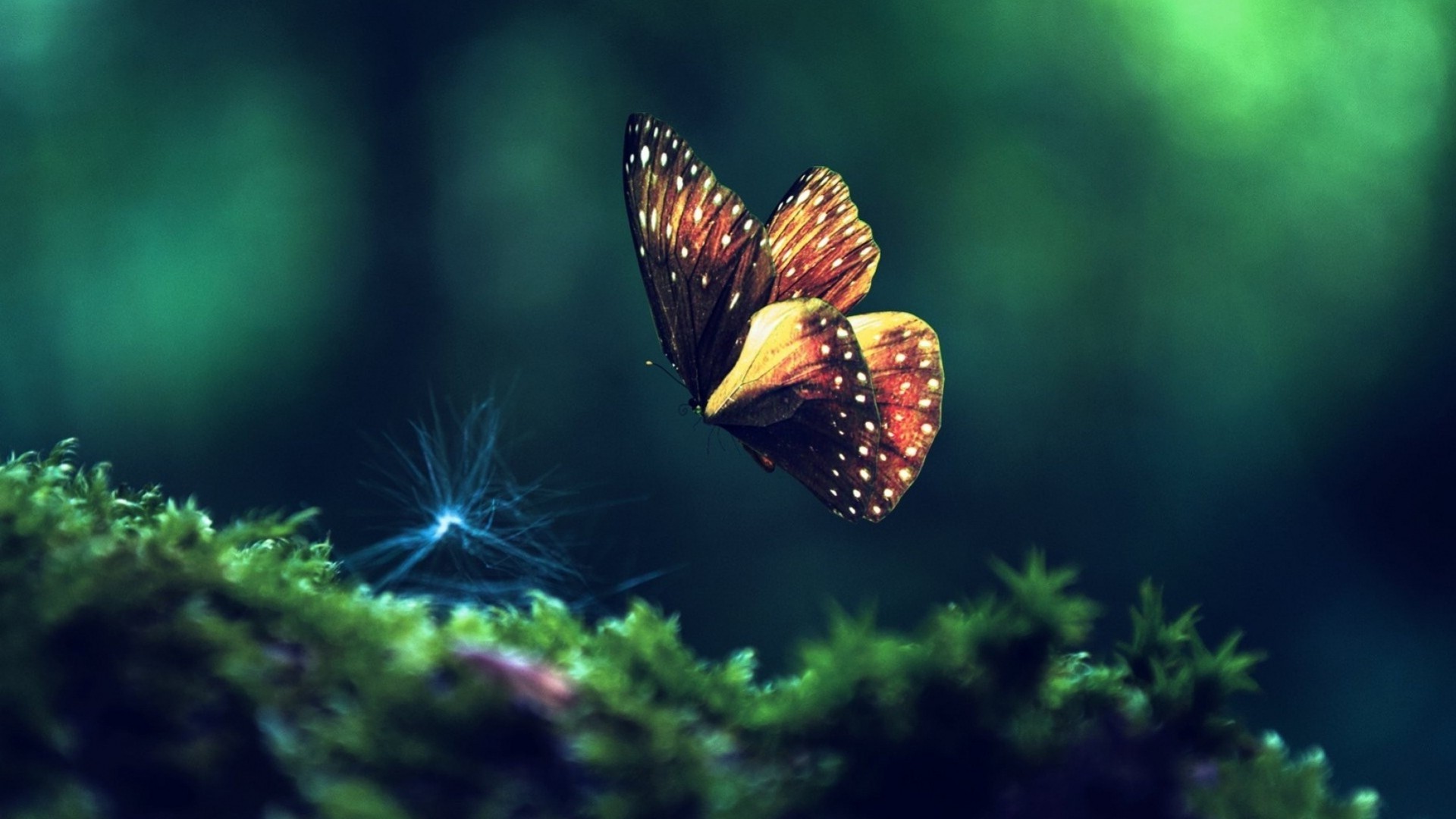 nature photo wallpaper,nature,butterfly,macro photography,green,organism