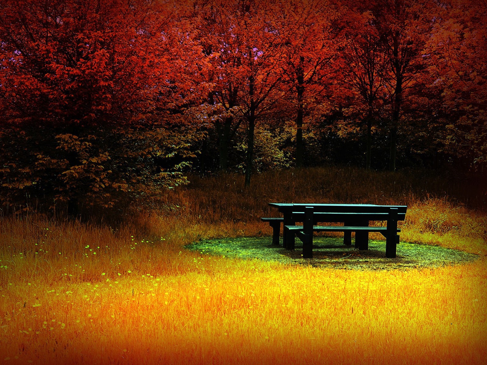 fondo de pantalla superior hd,naturaleza,paisaje natural,mueble,banco,árbol