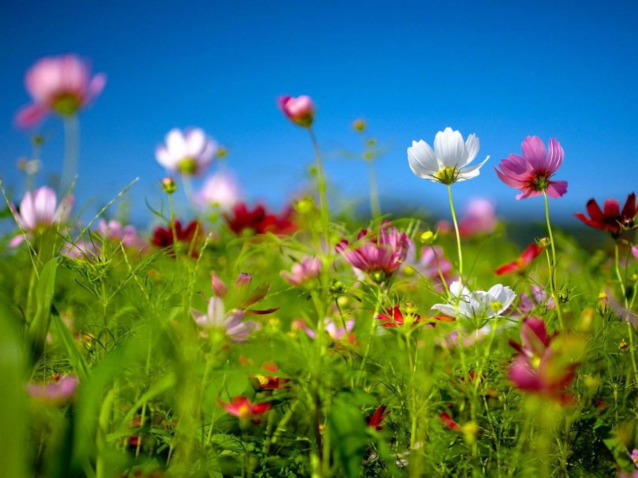 theme wallpaper free,flower,flowering plant,plant,nature,meadow