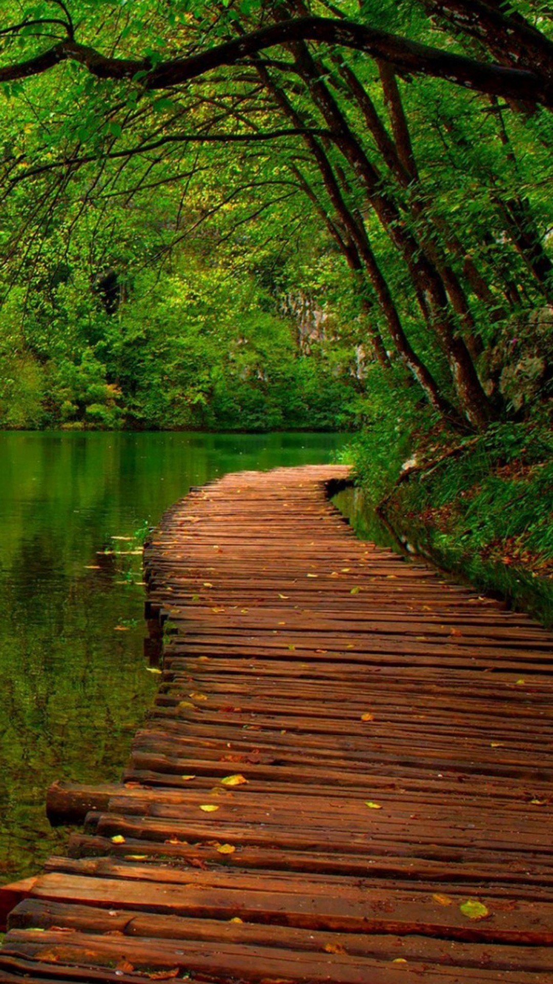 壁紙イメージ写真,自然の風景,自然,木,森林,遊歩道