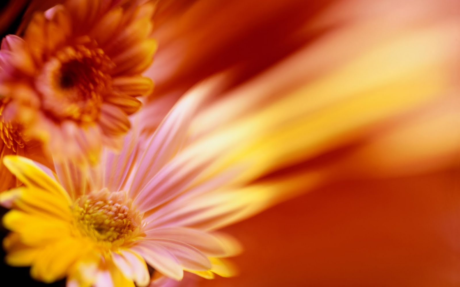 wallpaper images photo,flower,petal,barberton daisy,orange,yellow