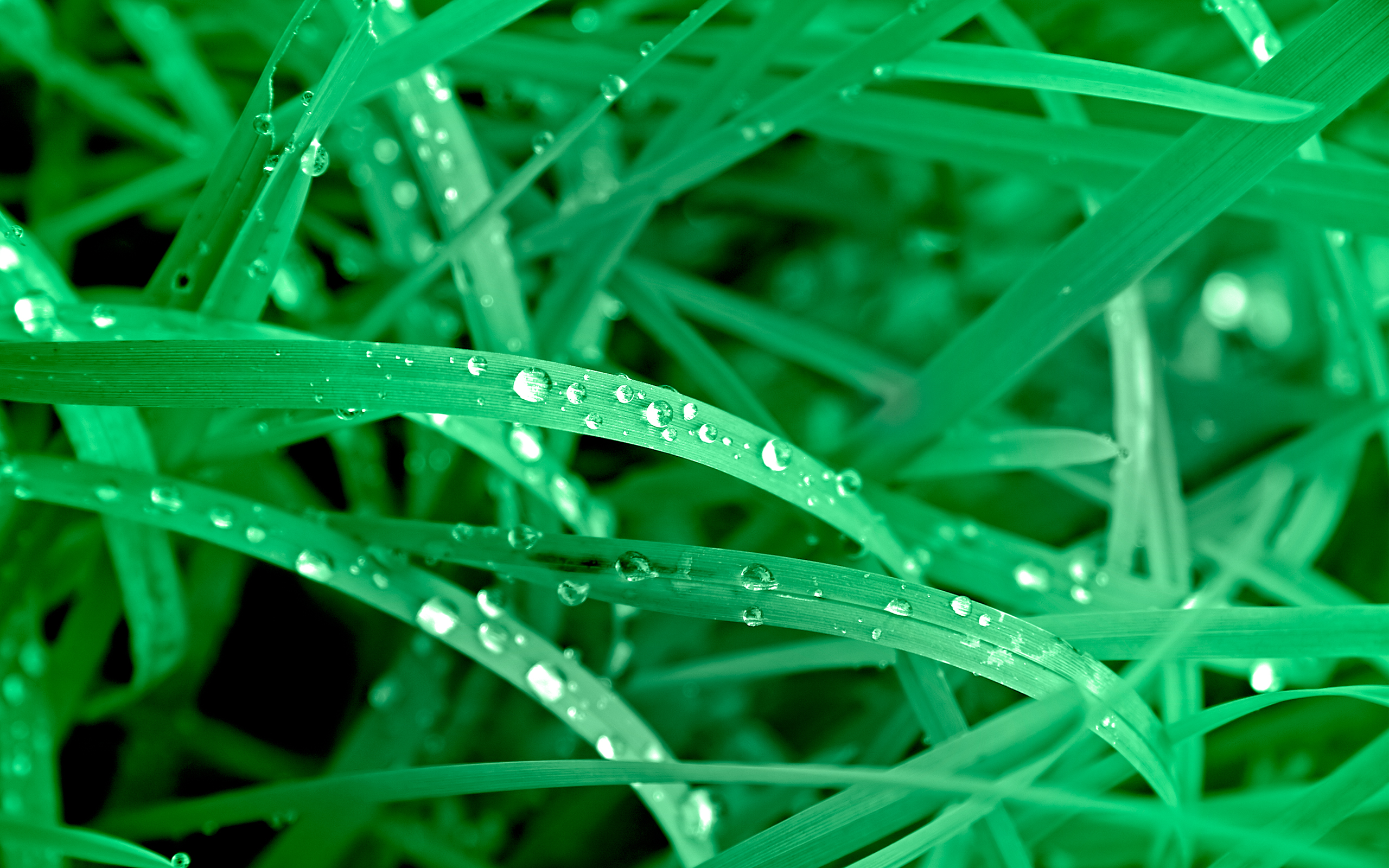 fond d'écran images photo,vert,l'eau,humidité,herbe,feuille