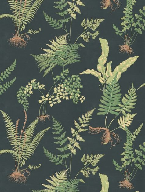 배경 이미지 사진,식물,꽃,잎,양치류,무늬