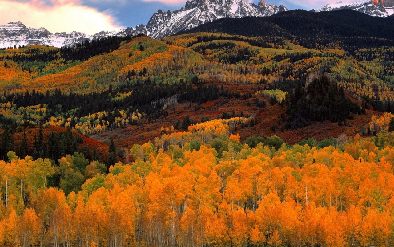 foto immagini di sfondo,paesaggio naturale,natura,foglia,albero,autunno