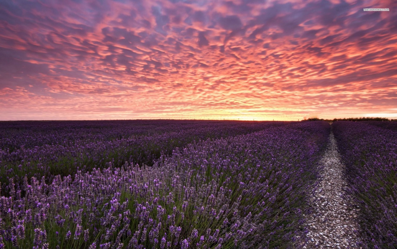 fond d'écran images photo,lavande,ciel,champ,lavande anglaise,violet