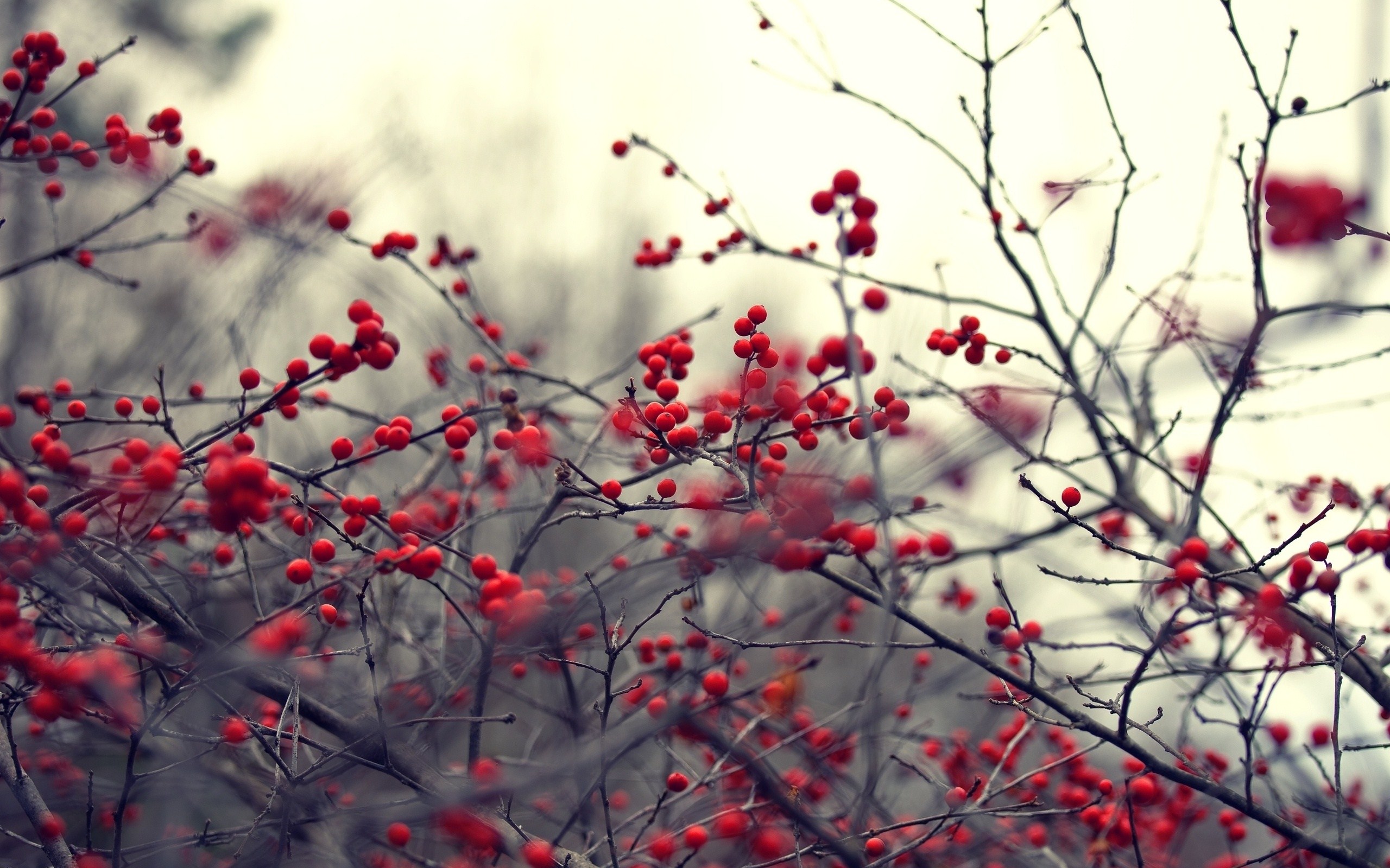 wallpaper images photo,branch,red,tree,twig,plant