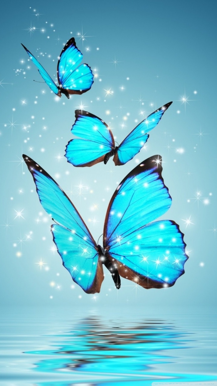 wallpaper images photo,butterfly,blue,insect,moths and butterflies,turquoise