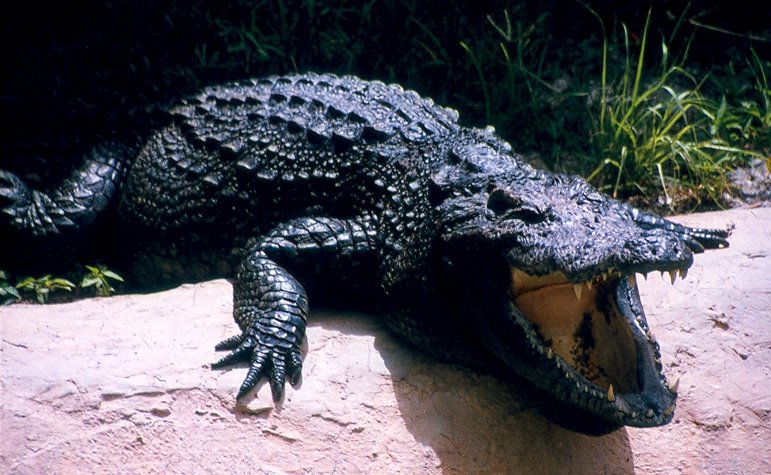 tapetenbilder foto,reptil,alligator,krokodil,salzwasserkrokodil,amerikanisches krokodil