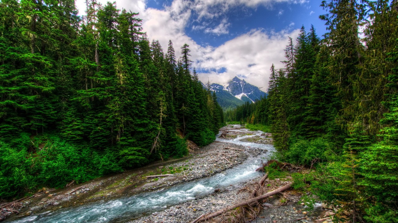 壁紙イメージ写真,自然の風景,自然,木,森林,山