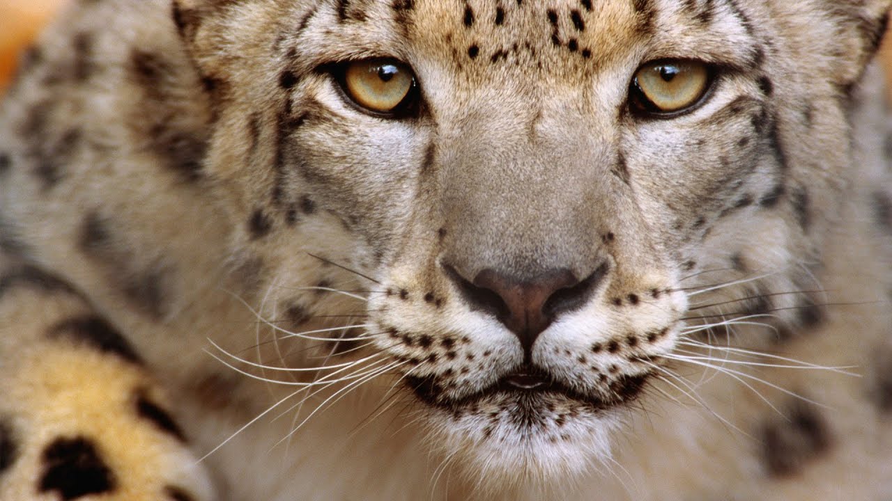 tapetenbilder foto,landtier,tierwelt,schnurrhaare,felidae,schneeleopard