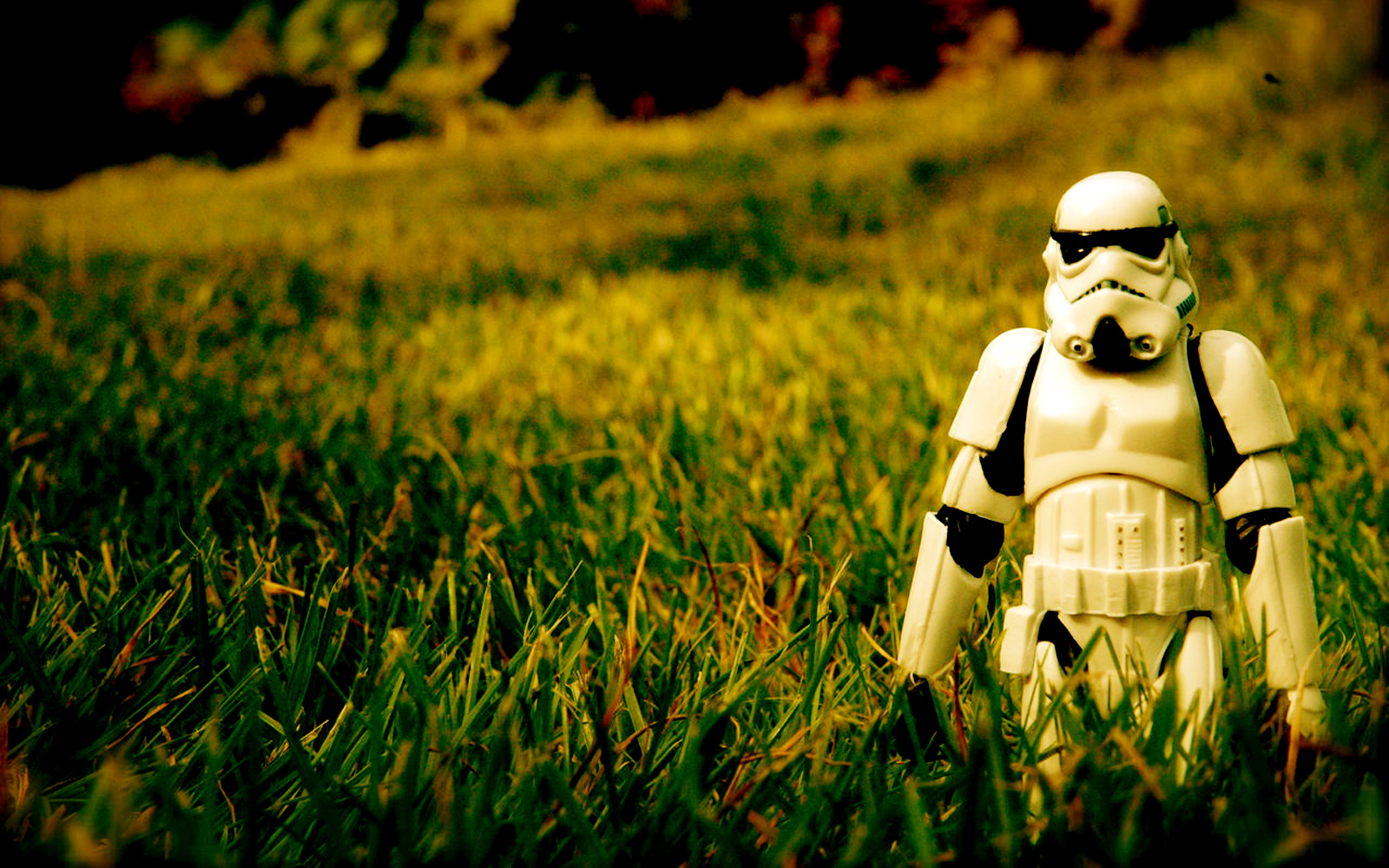 stormtrooper wallpaper,people in nature,grass,yellow,toy,grass family