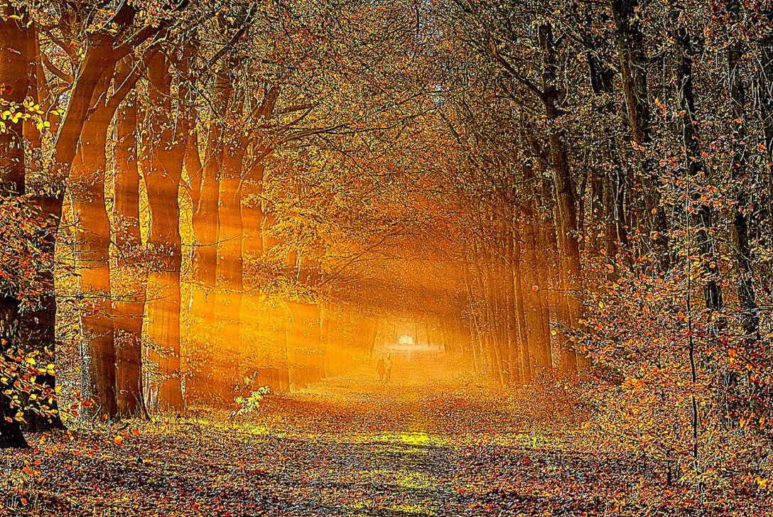 fondo de pantalla tni,paisaje natural,naturaleza,árbol,luz del sol,bosque