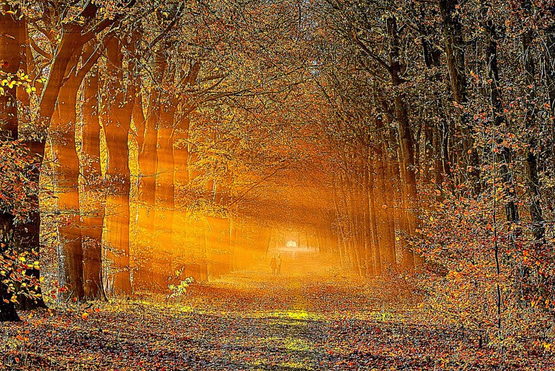 carta da parati tni,paesaggio naturale,natura,albero,luce del sole,foresta