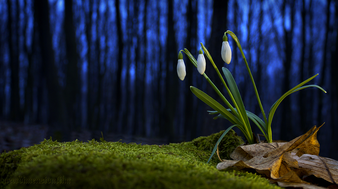 wallpaper terbaru,snowdrop,nature,green,natural landscape,plant