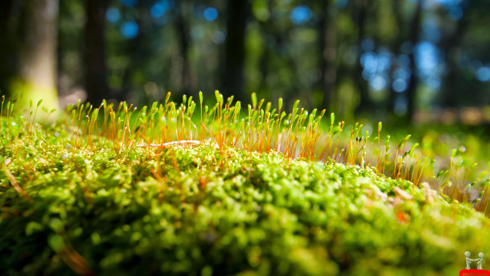 tapete terbaru,natur,grün,pflanze,natürliche landschaft,gras