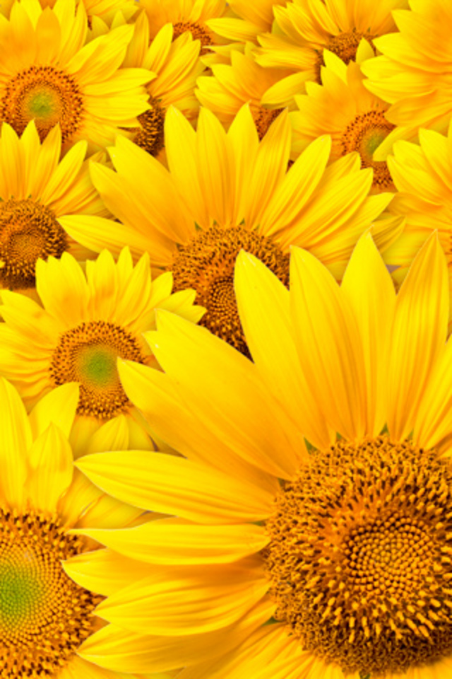 fondos de pantalla fotos hd,girasol,flor,amarillo,pétalo,planta