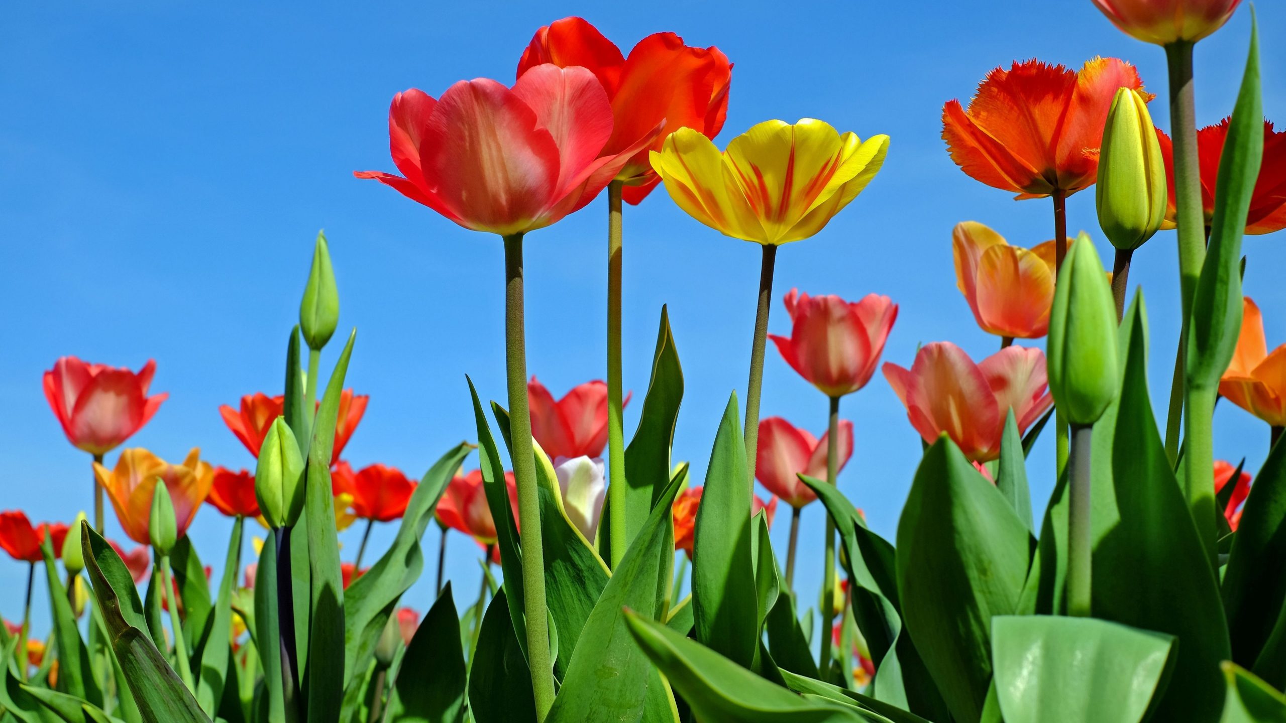 fondos de pantalla fotos hd,flor,planta floreciendo,pétalo,tulipán,planta