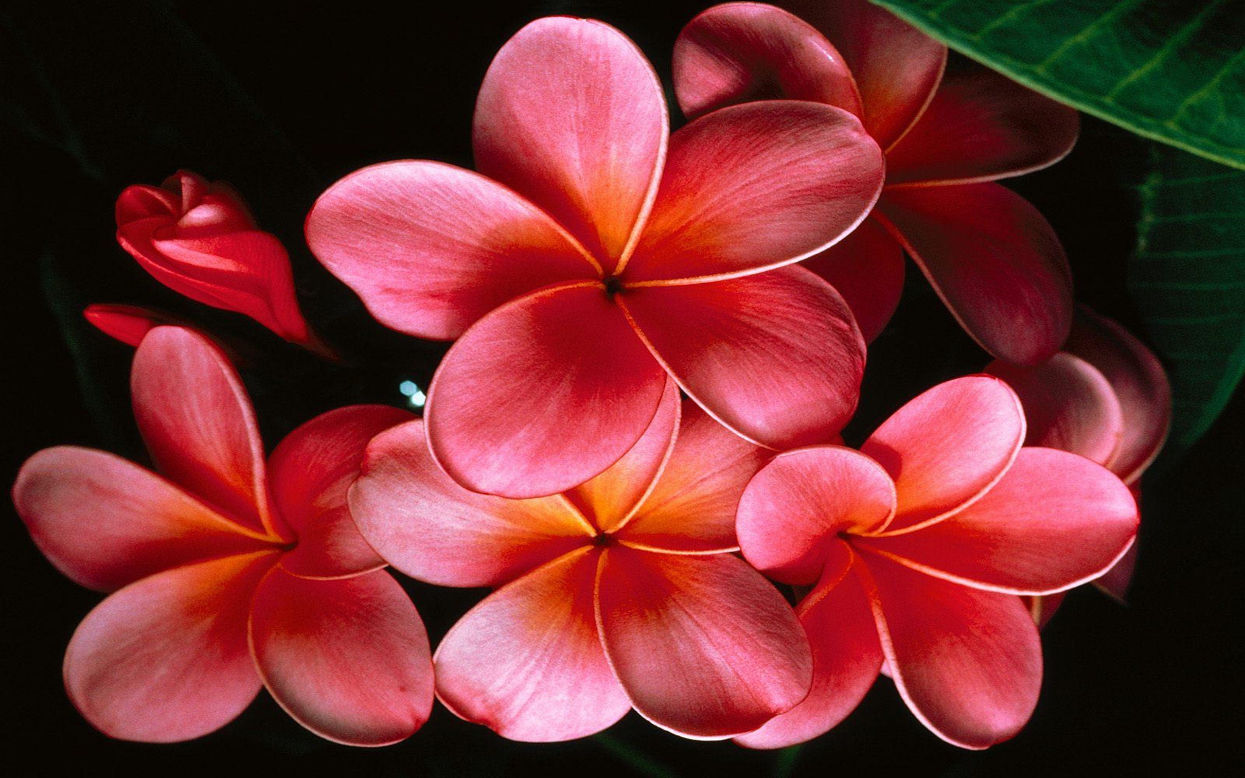 immagini da parati hd,petalo,frangipani,fiore,rosso,pianta