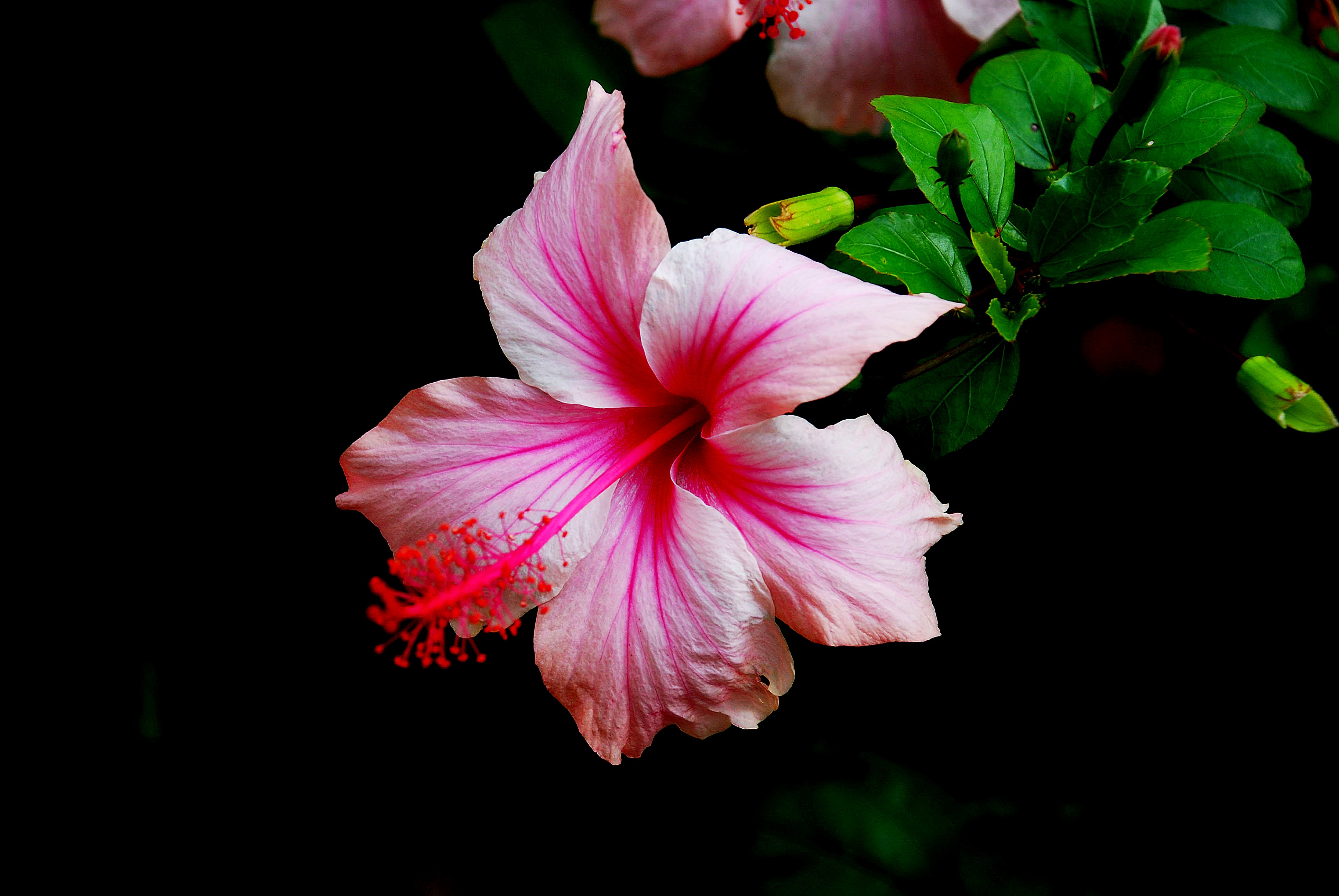 fondos de pantalla fotos hd,flor,planta floreciendo,pétalo,rosado,hibisco