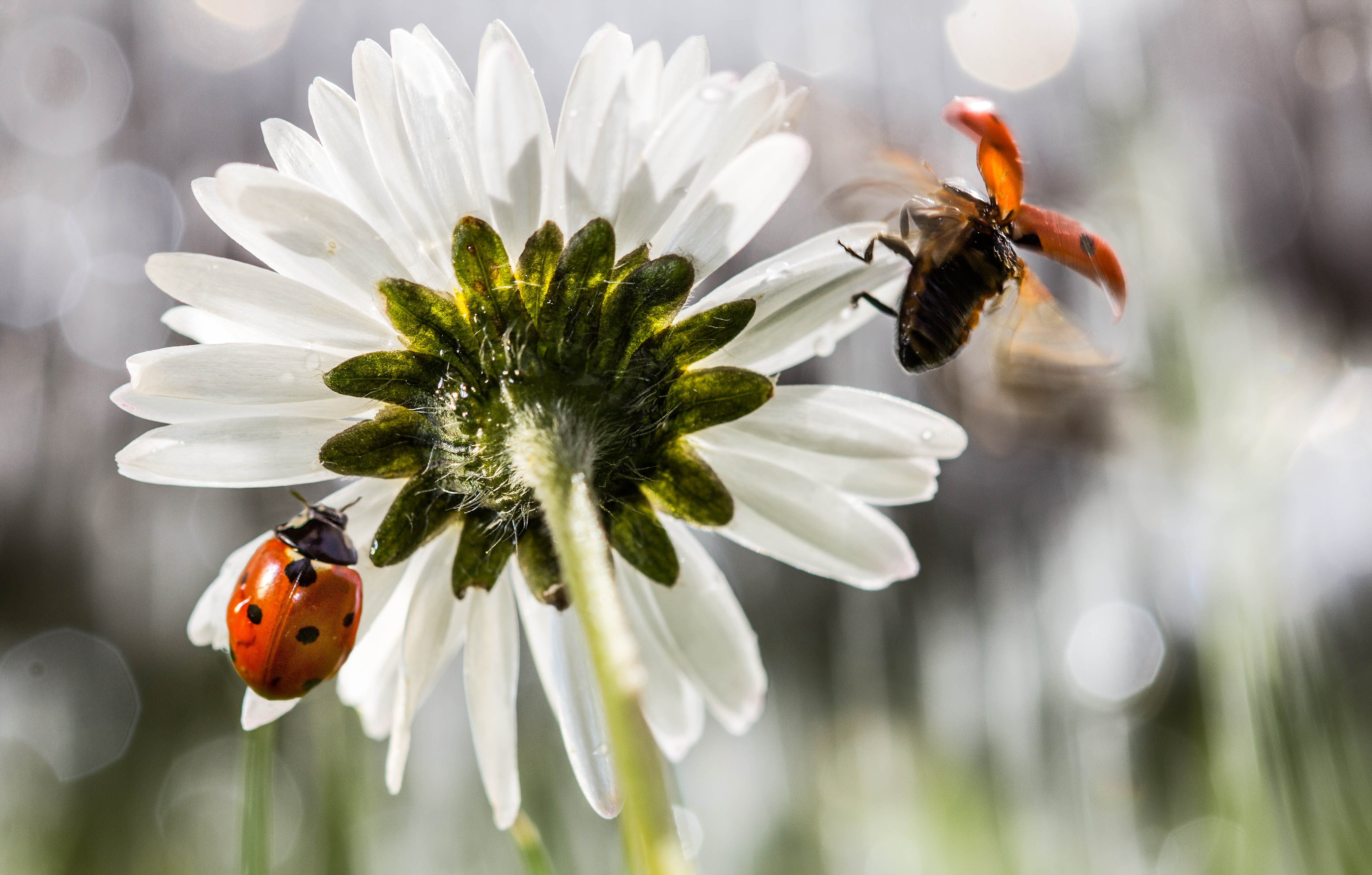 wallpaper pictures hd,insect,ladybug,invertebrate,flower,honeybee