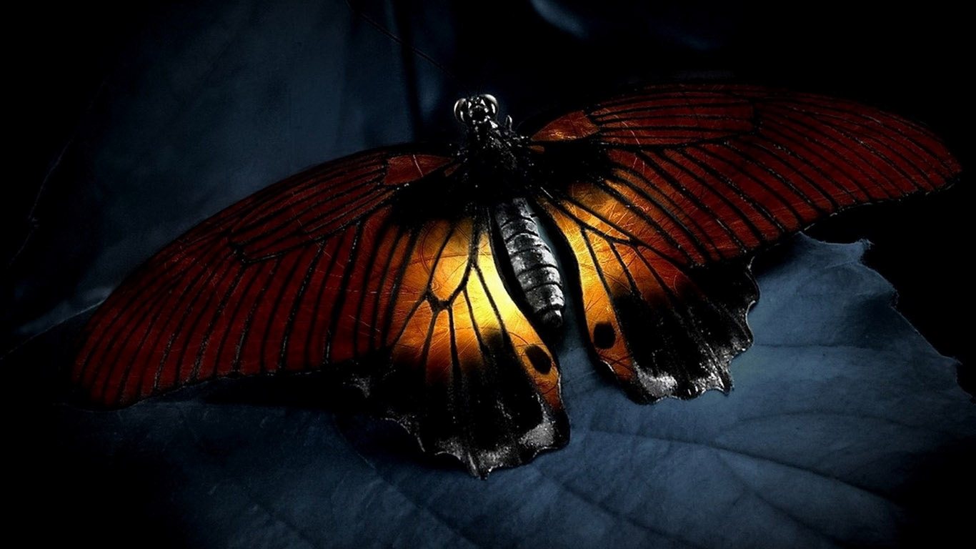 벽지 사진 hd,나비,빨간,곤충,날개,나방과 나비