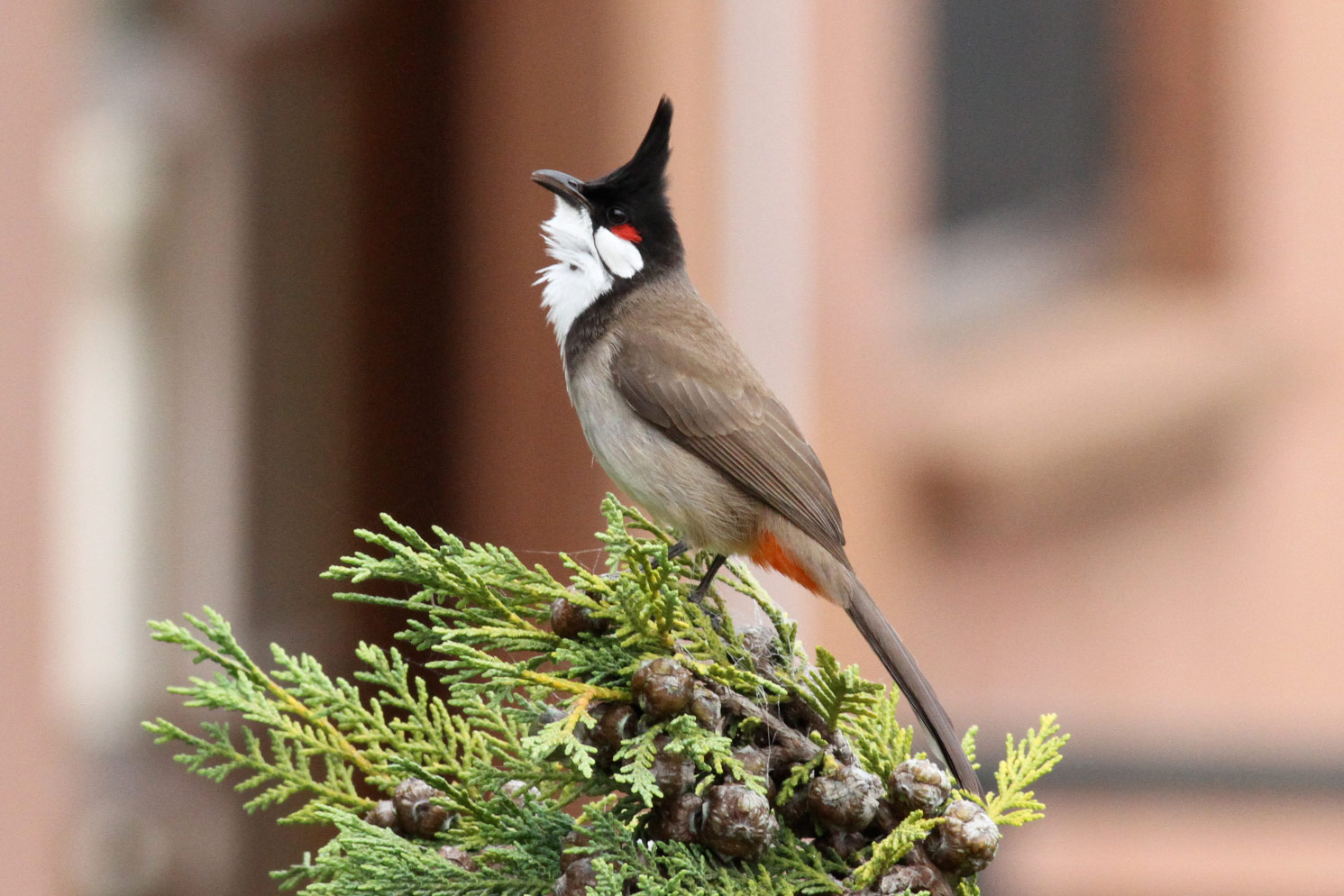 tapetenbilder hd,vogel,hockender vogel,baum,singvogel,pflanze