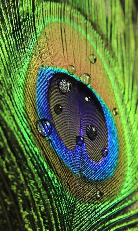 fondos de pantalla fotos hd,pluma,verde,azul,de cerca,ojo
