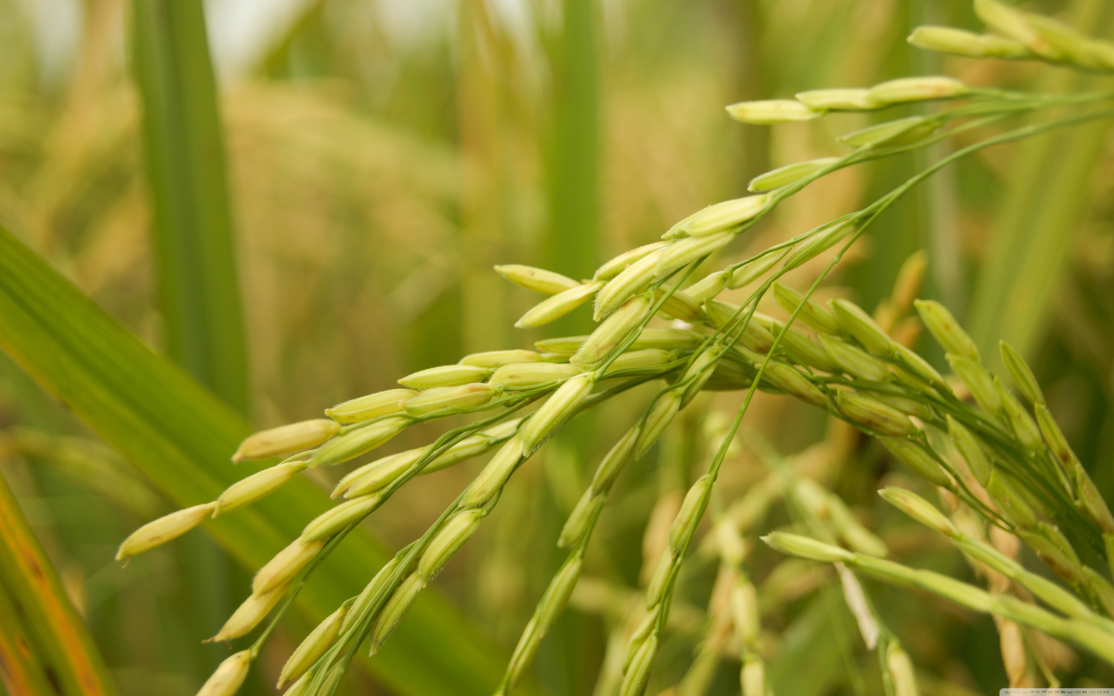 tapetenbilder hd,gras,pflanze,reisfeld,grasfamilie,süßes gras