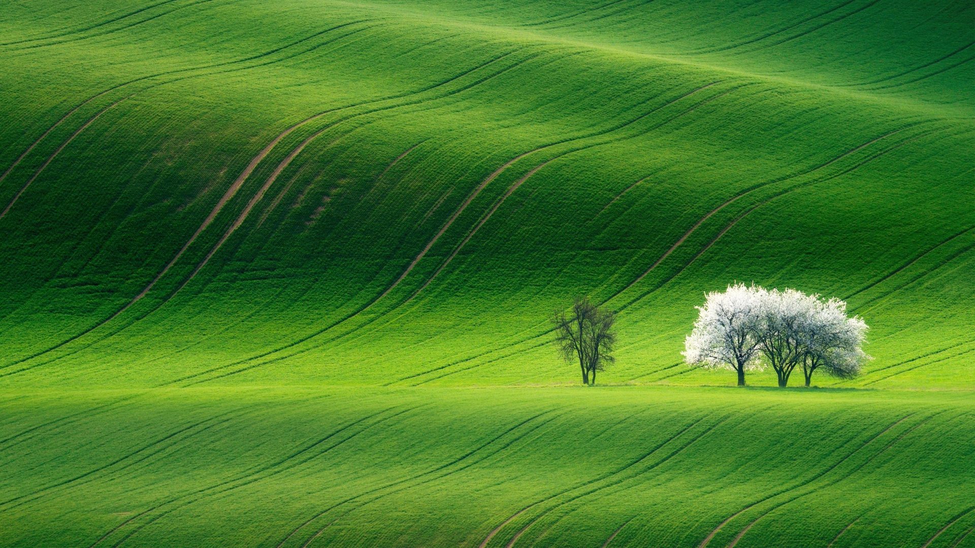 fond d'écran photos hd,vert,prairie,paysage naturel,la nature,herbe