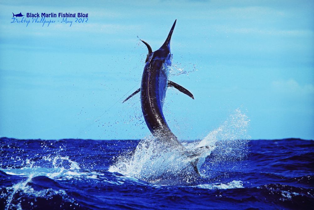 tapetenbilder hd,schwertfisch,segelfisch,marlin,atlantischer blauer marlin,fisch