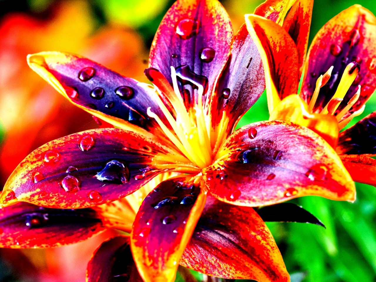 high hd wallpaper,flower,flowering plant,lily,petal,plant