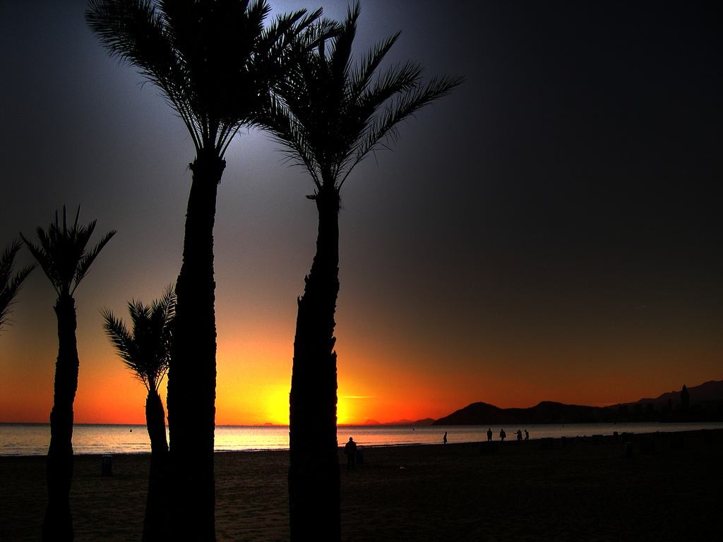 fond d'écran haute définition,ciel,arbre,palmier,horizon,le coucher du soleil