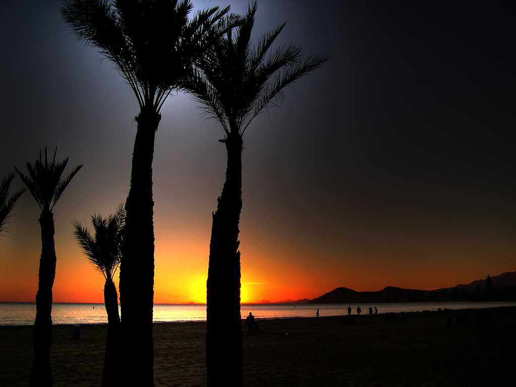 sfondi ad alta definizione,cielo,albero,palma,orizzonte,tramonto