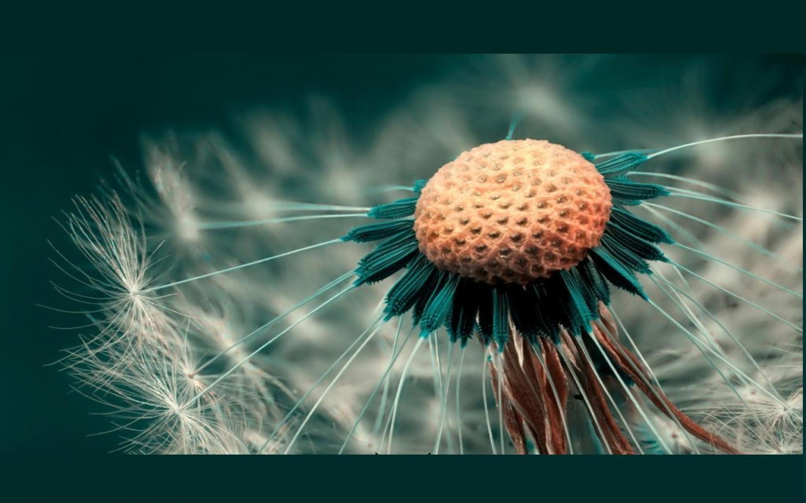 alto fondo de pantalla hd,naturaleza,flor,de cerca,planta,fotografía macro