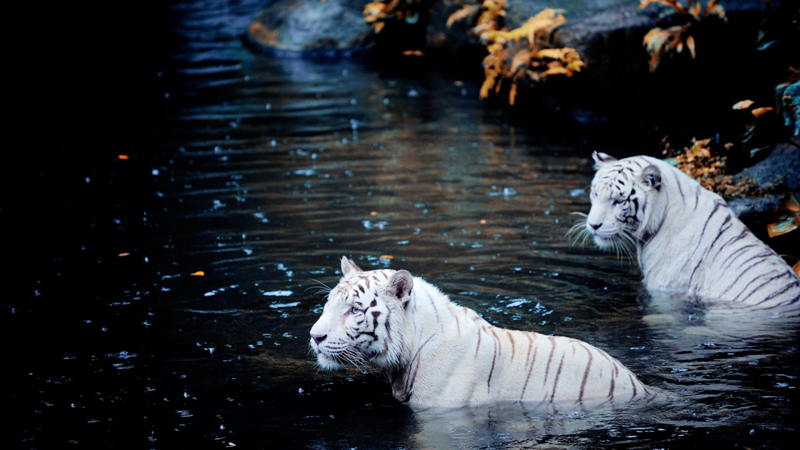 fond d'écran haute définition,tigre,tigre du bengale,faune,félidés,tigre de sibérie