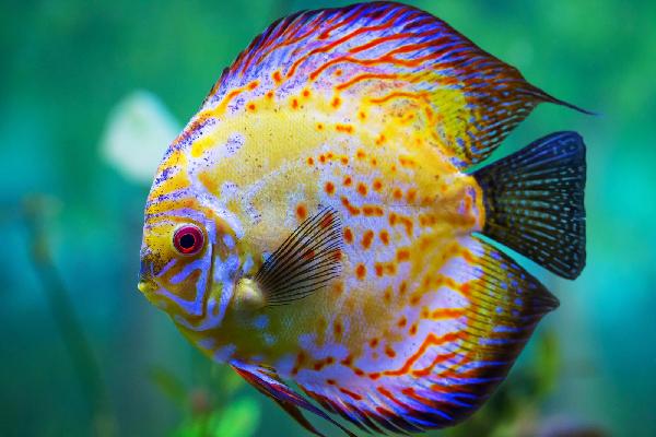 壁紙ikan bergerak,青い,魚,魚,海洋生物学,ターコイズ