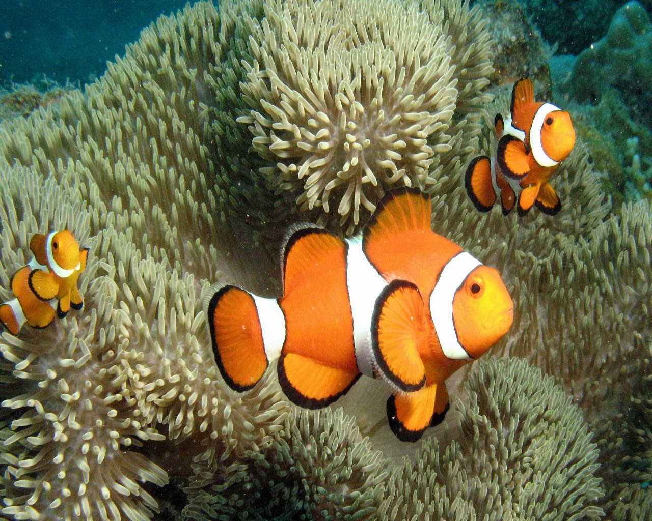 wallpaper ikan bergerak,fish,anemone fish,pomacentridae,clownfish,sea anemone