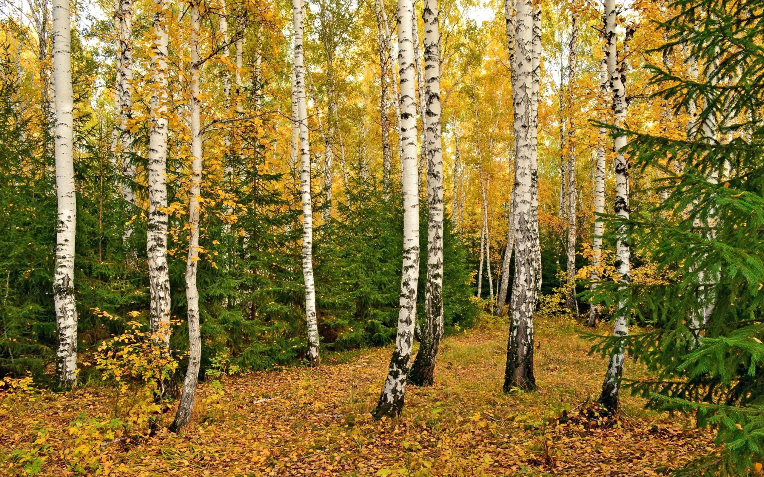 high hd wallpaper,tree,american aspen,birch,northern hardwood forest,nature