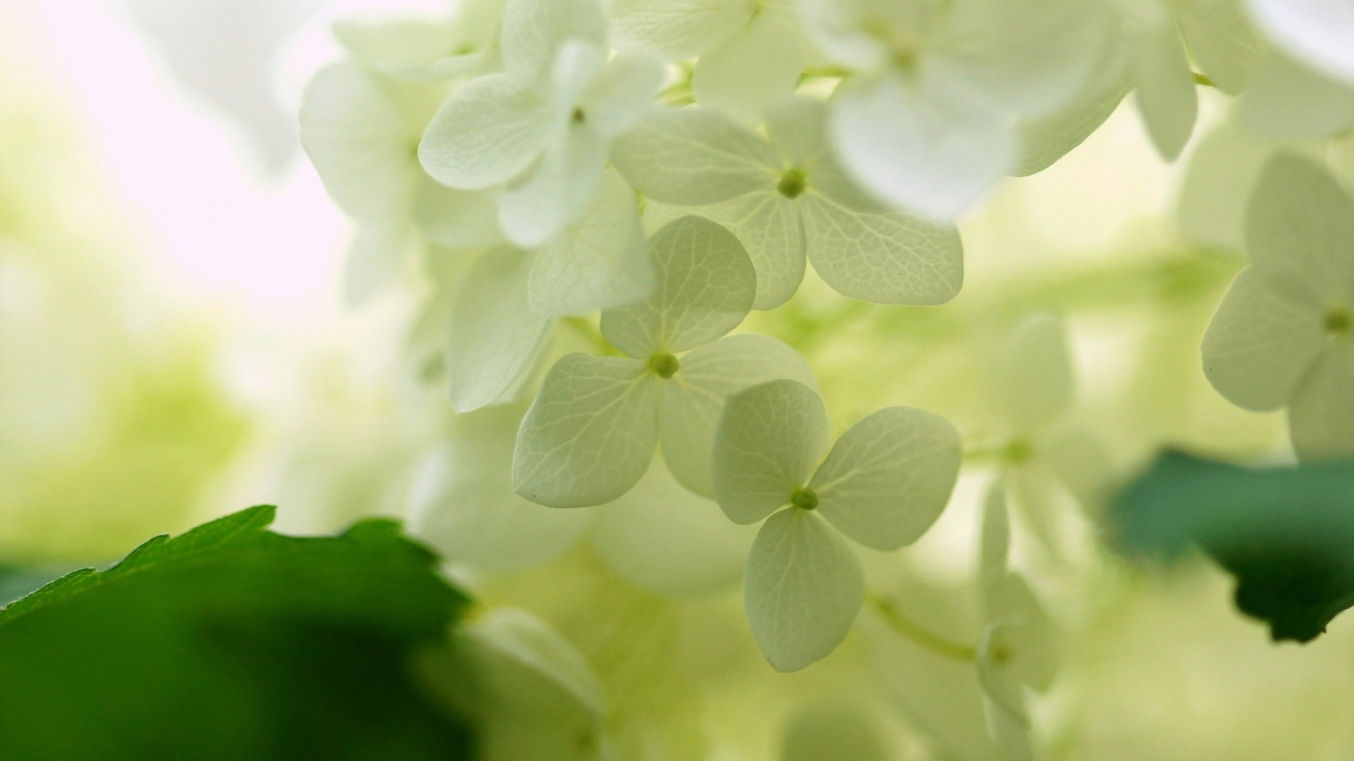 high hd wallpaper,green,white,flower,petal,plant