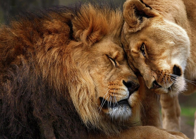 alto fondo de pantalla hd,león,fauna silvestre,masai lion,animal terrestre,felidae