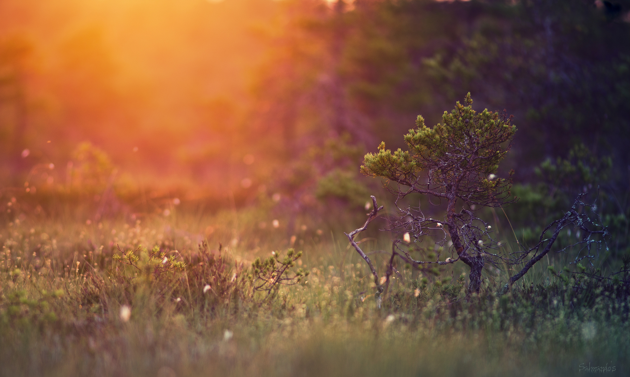 high hd wallpaper,nature,green,atmospheric phenomenon,vegetation,sky