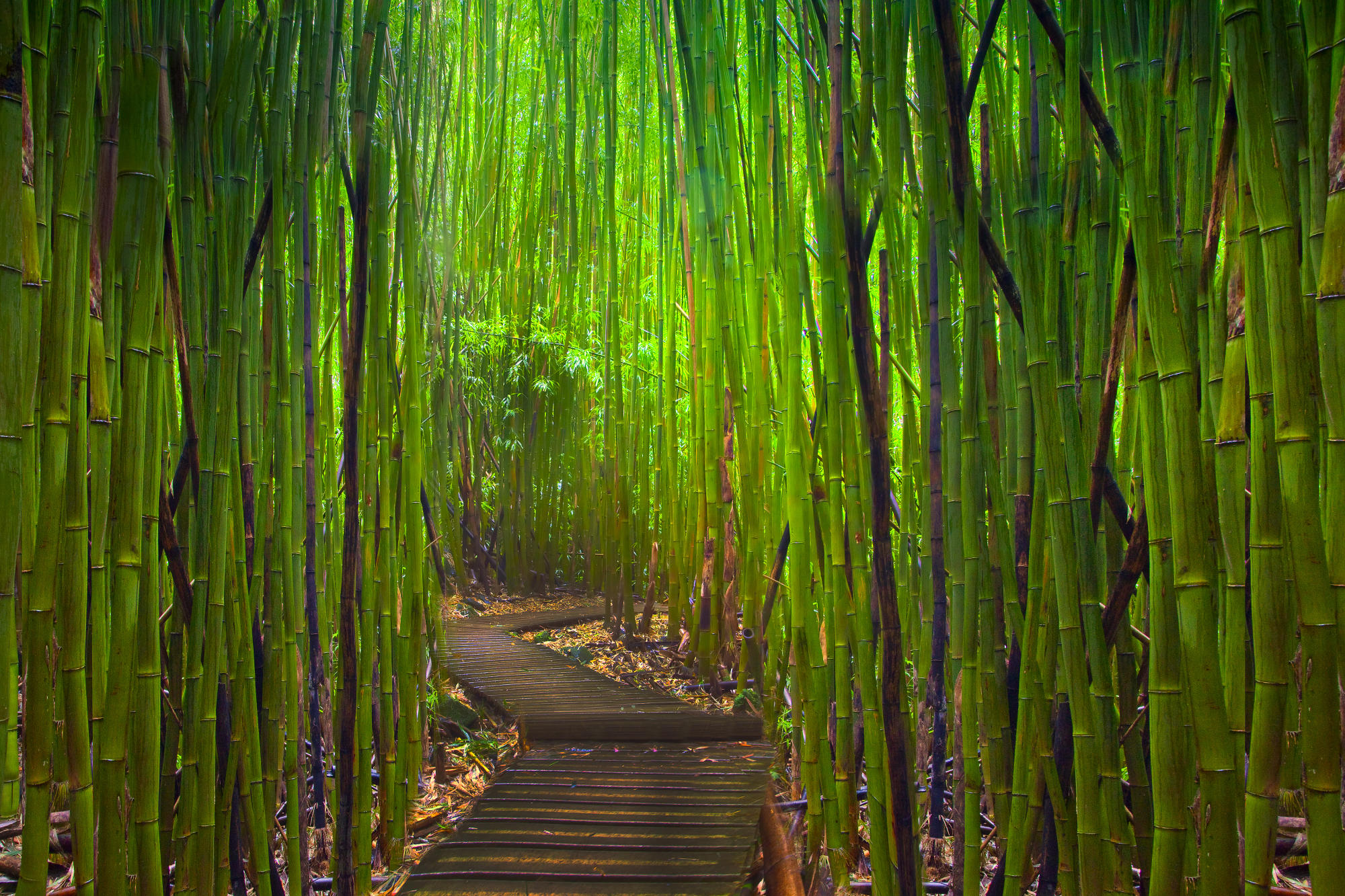 sfondi ad alta definizione,bambù,verde,natura,albero,pianta