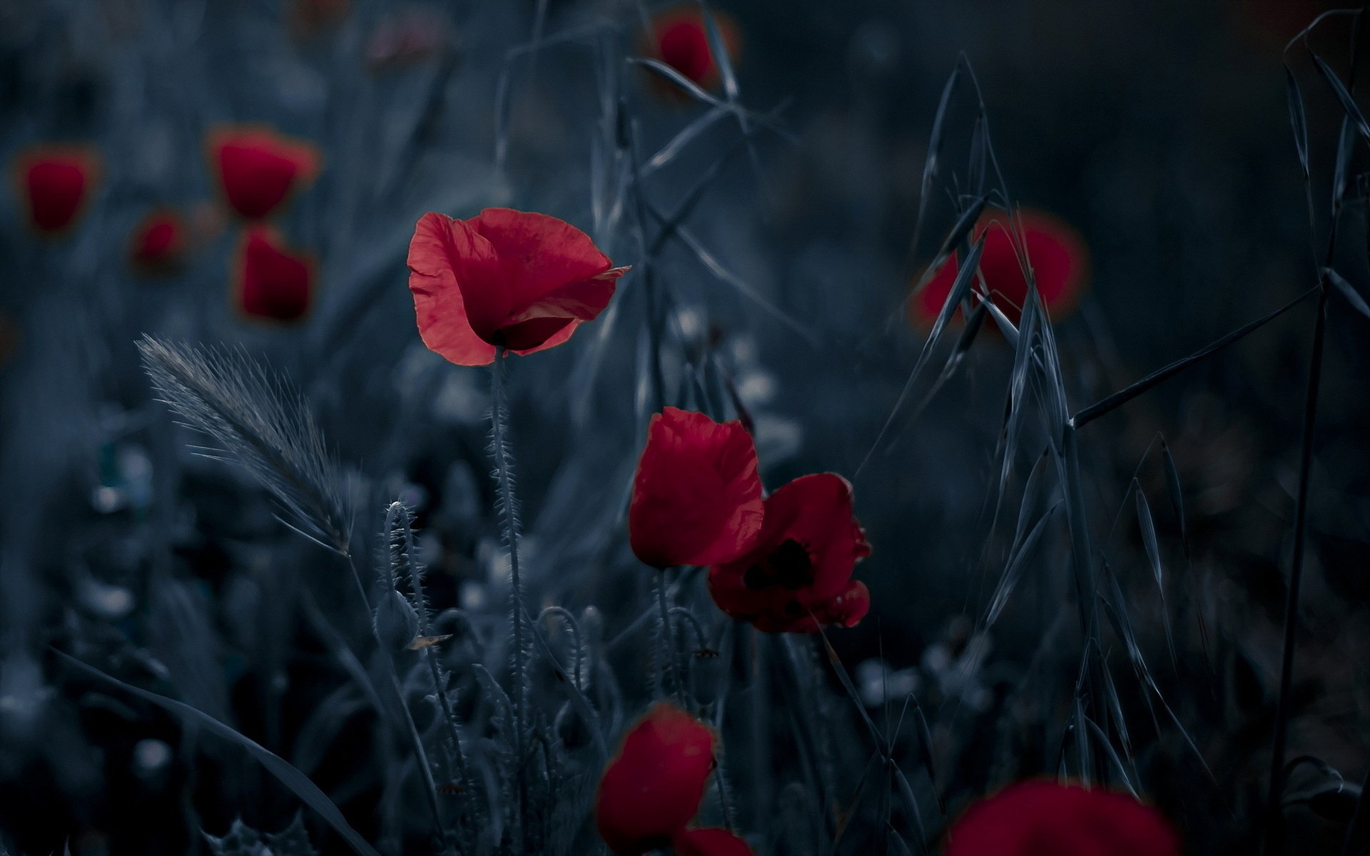 high hd wallpaper,red,petal,nature,flower,coquelicot