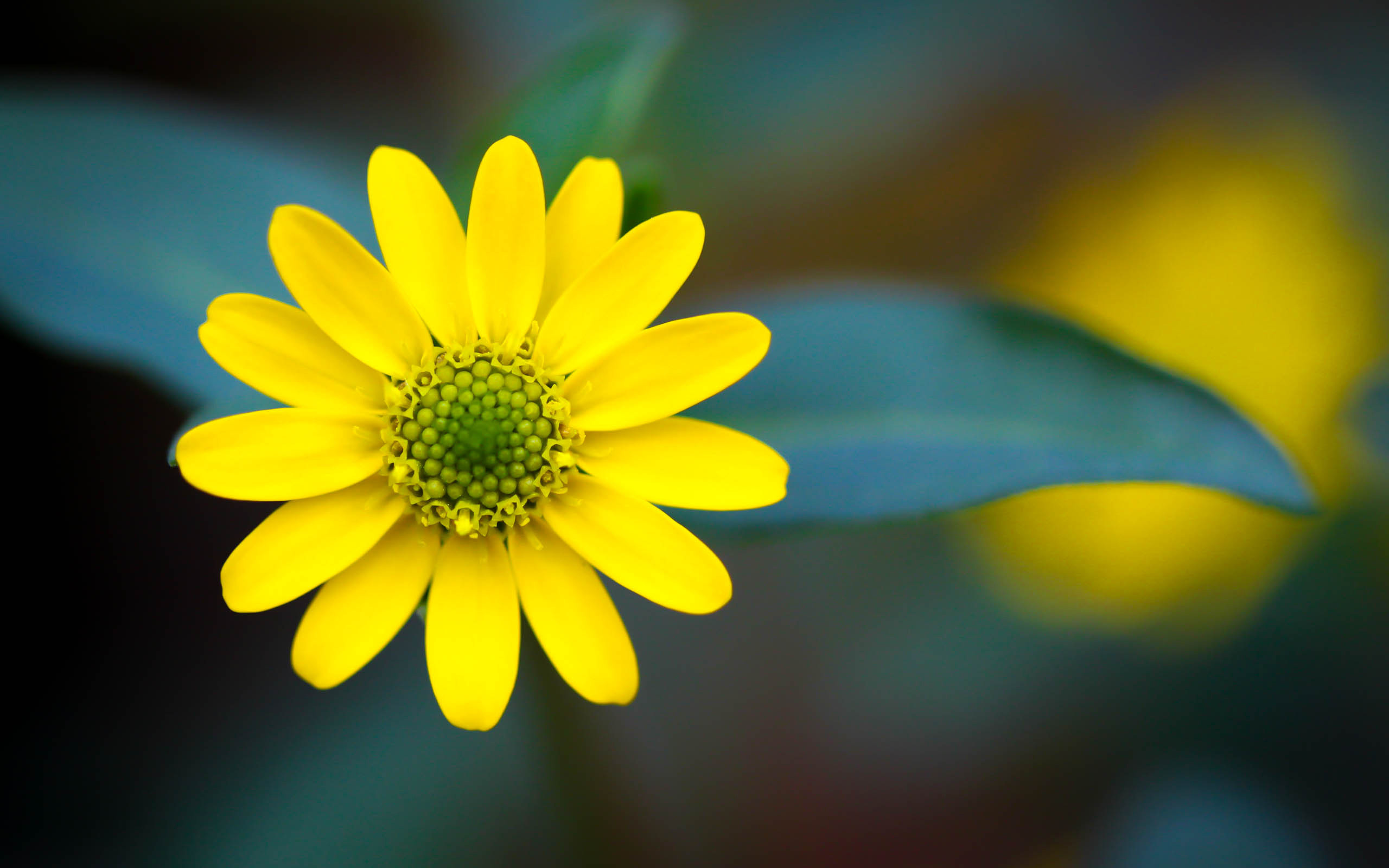 fondo de pantalla gambar bergerak,flor,pétalo,amarillo,fotografía macro,planta