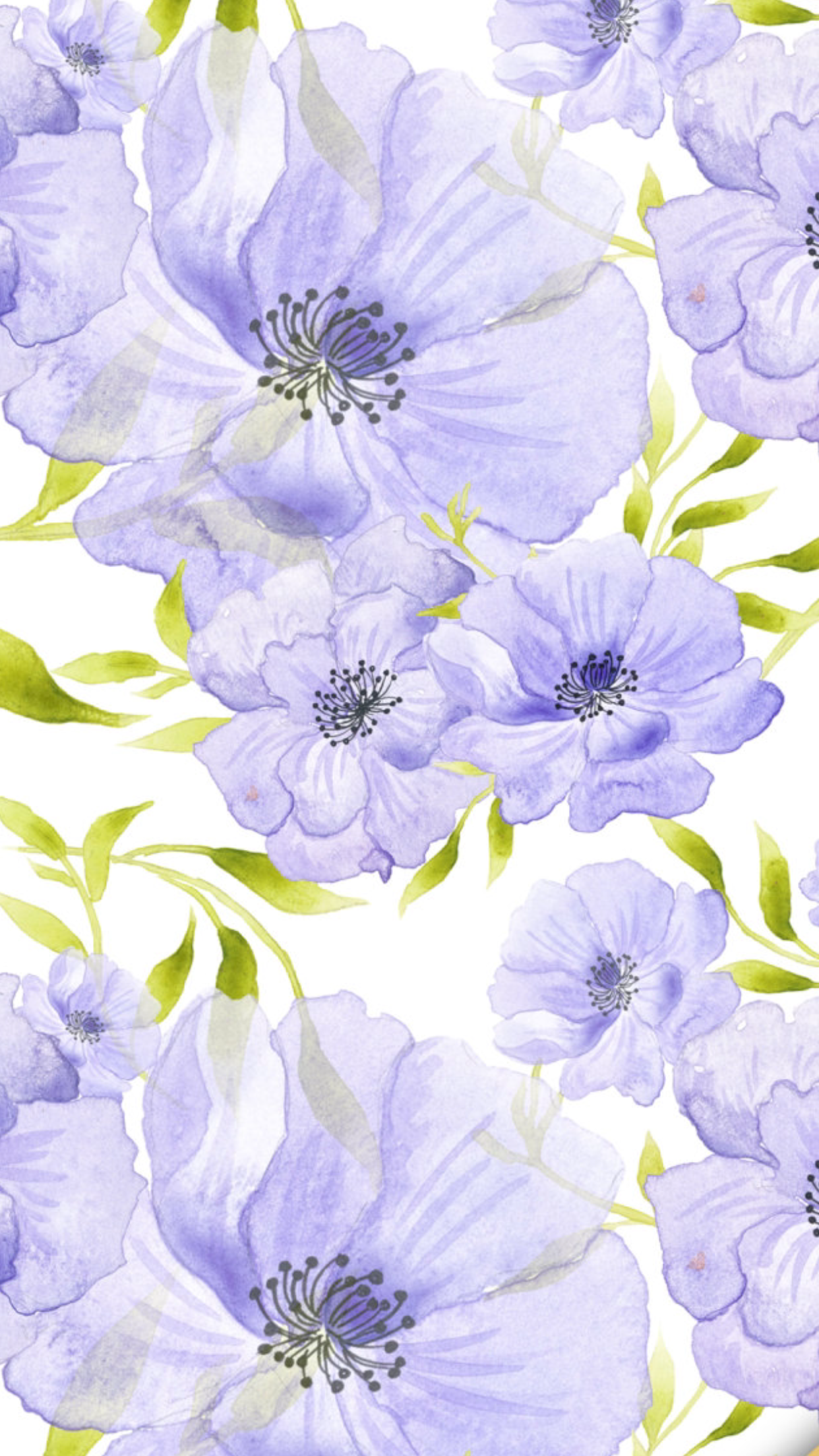 papier peint flores,fleur,pétale,violet,lavande,lilas