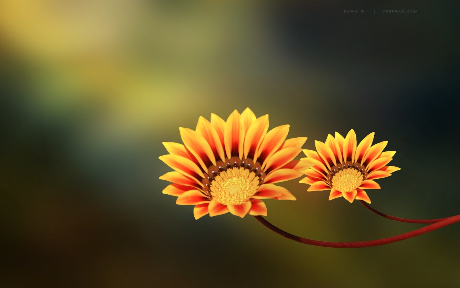 wallpaper flores,flower,yellow,plant,petal,gazania