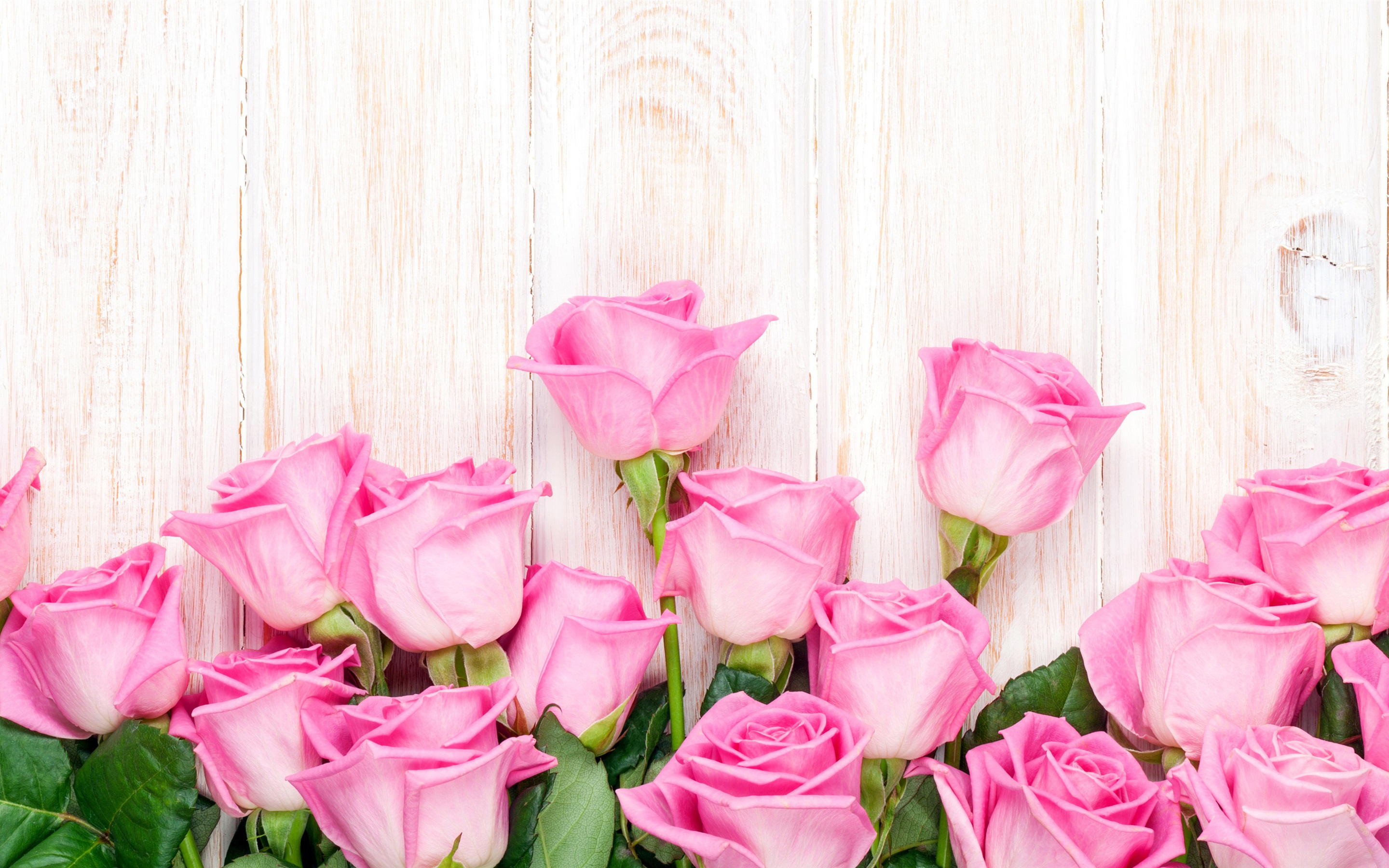 壁紙フローレス,開花植物,花弁,ピンク,庭のバラ,花